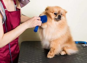 Mobile Dog Groomers