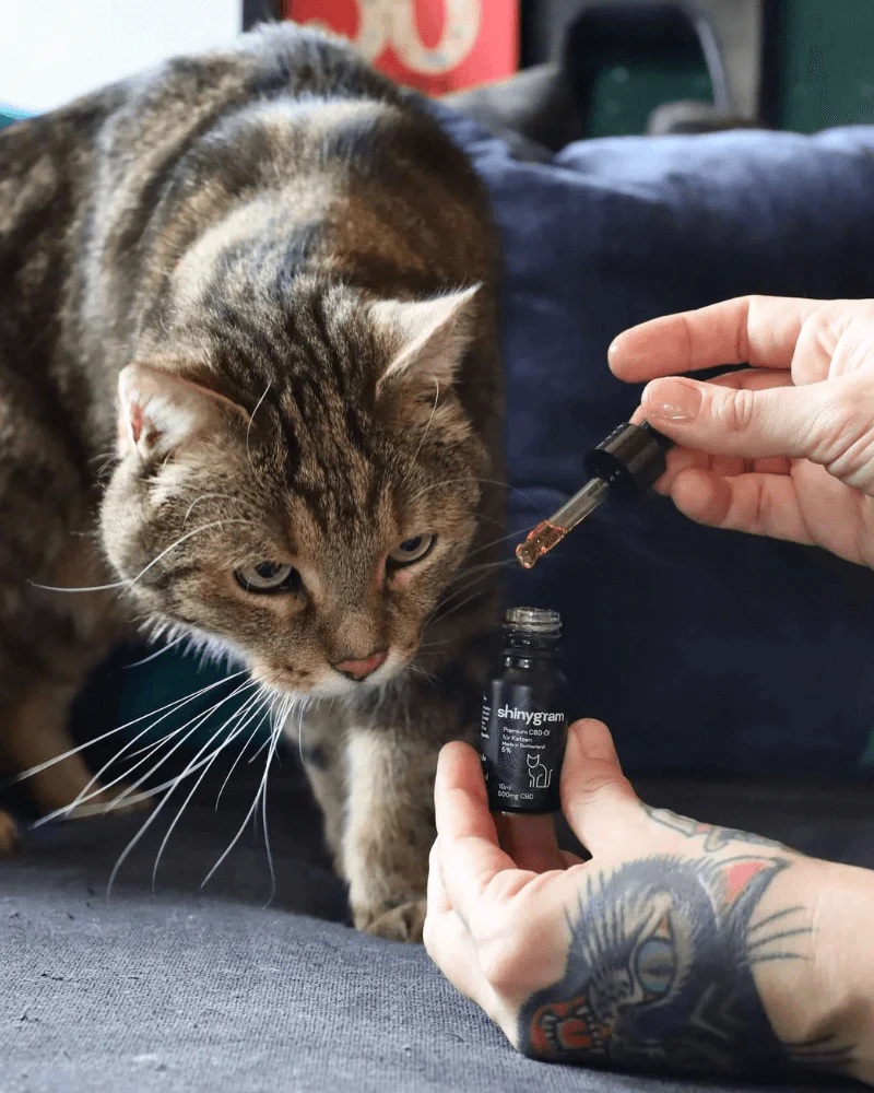 best cbd for cats
