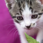 cbd oil for cats